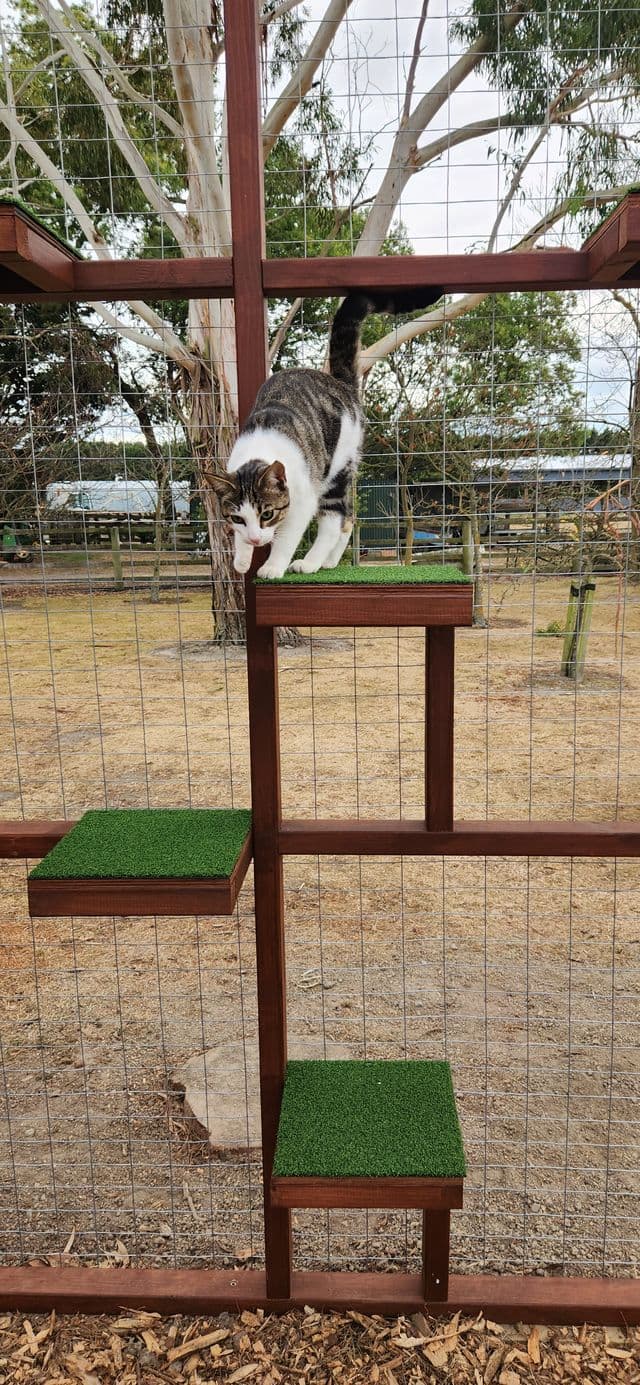 Tabby and white cat climbing down turf-topped stepped shelves