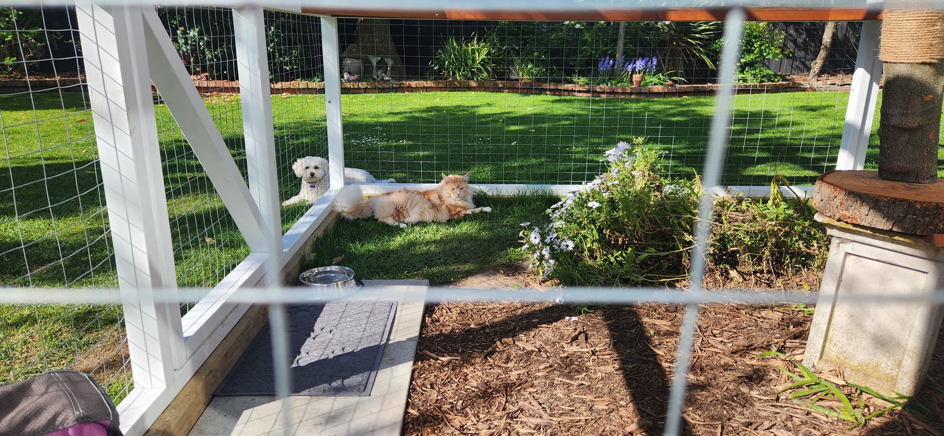 Cat relaxing in a garden enclosure