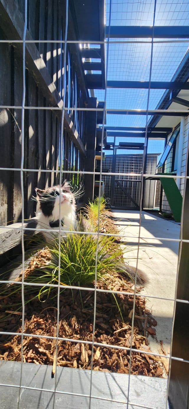 Tuxedo cat sitting among ornamental grasses in a narrow side run