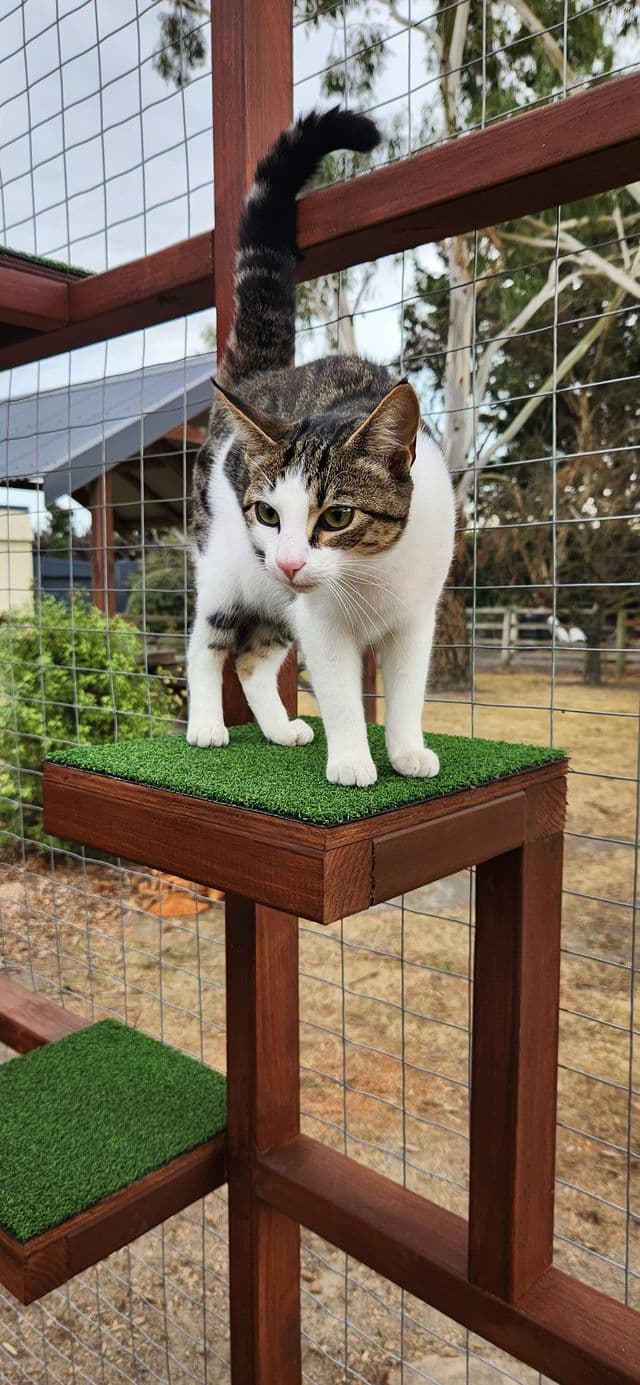 Tabby and white cat standing on a turf-topped shelf