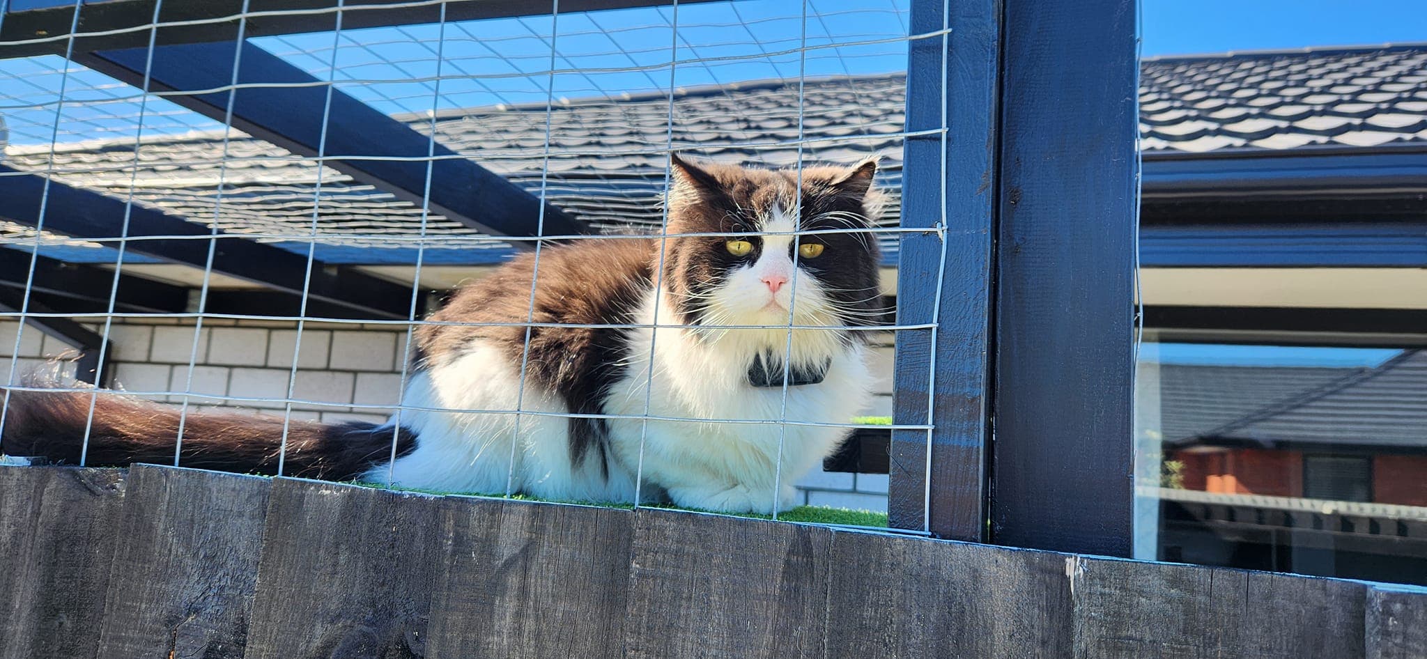 Cat playing in an outdoor enclosure