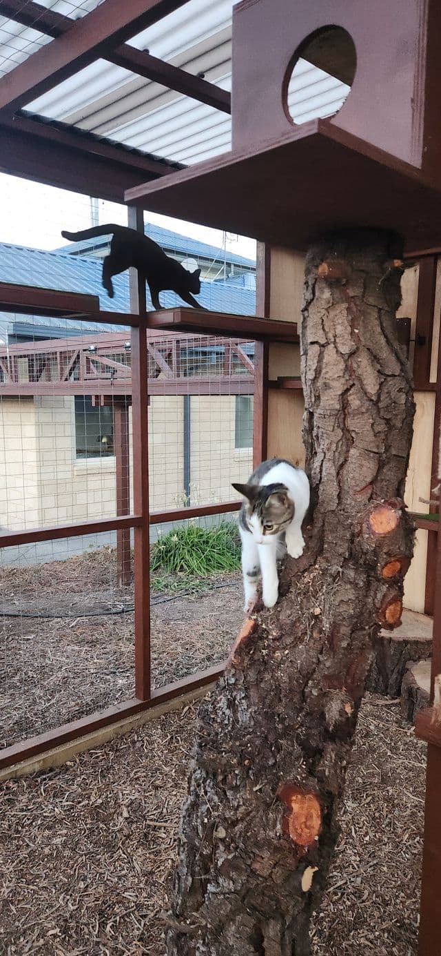 Black cat on a shelf and a tabby cat climbing a tree trunk below a Catio Condo