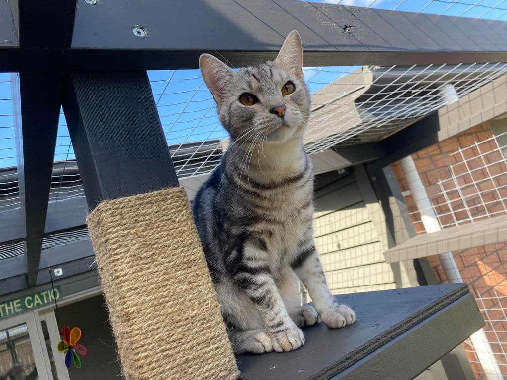 Silver tabby kitten sitting on a shelf beneath cat netting