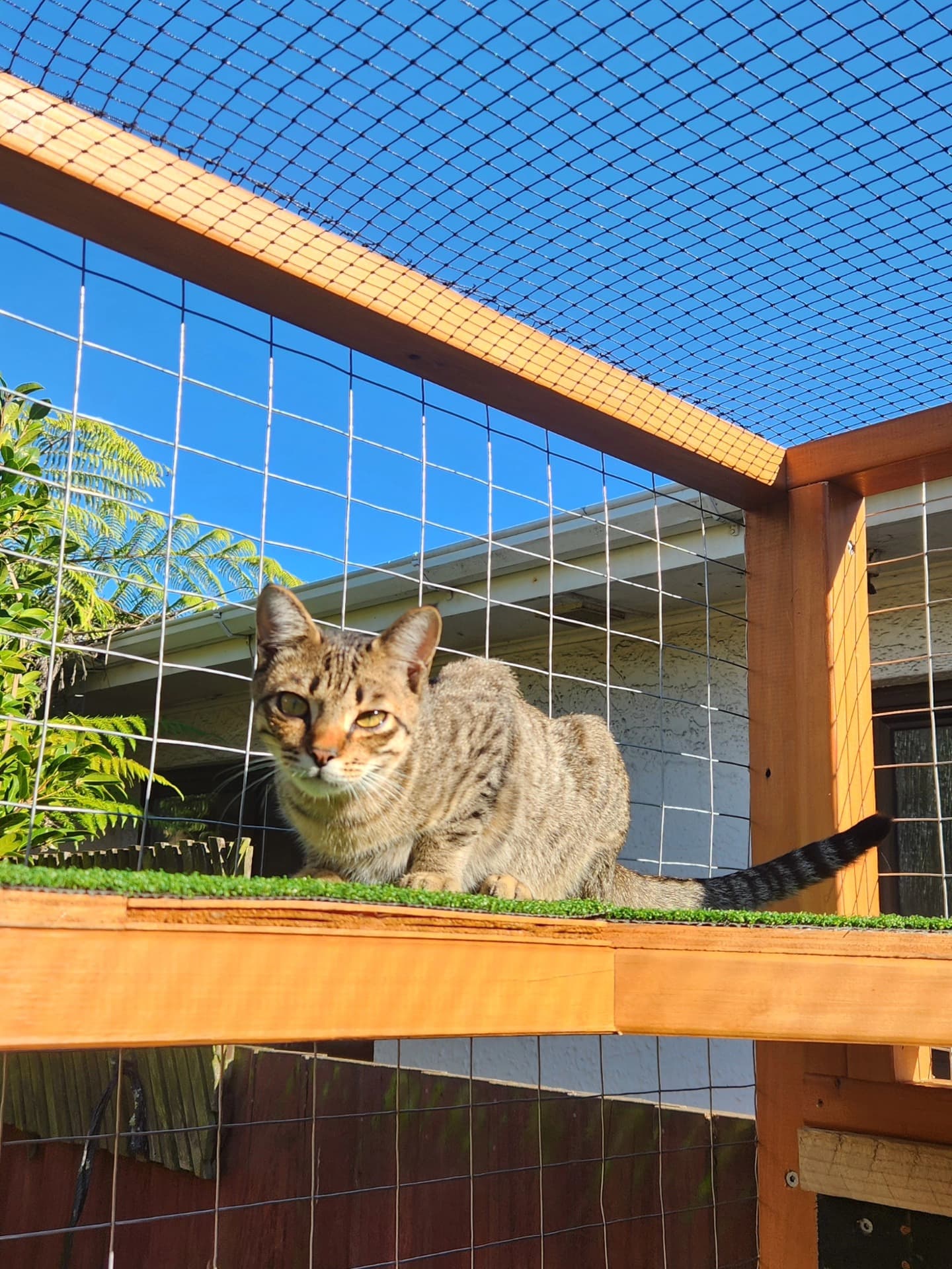 Tabby cat relaxing on a turf-topped shelf in a custom catio