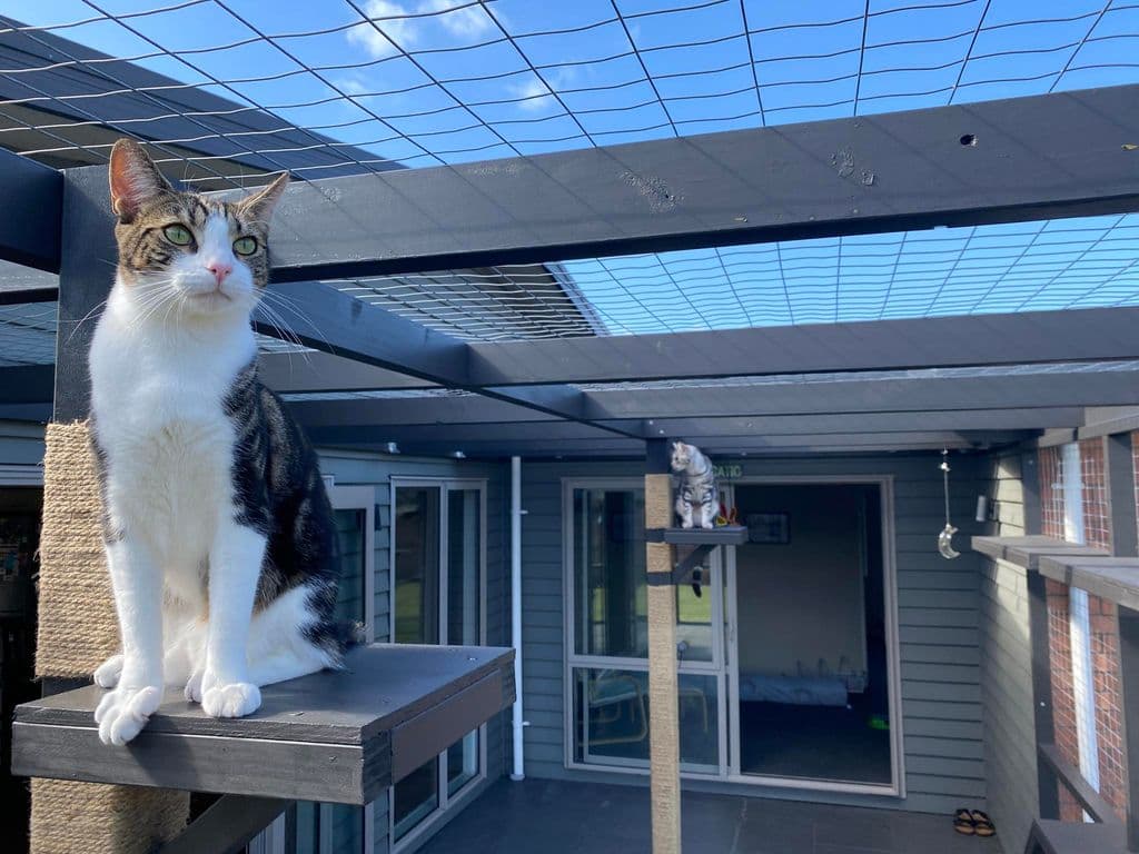 Two cats on scratch posts under a cat netting canopy over a patio
