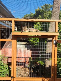 Cats Enjoy!