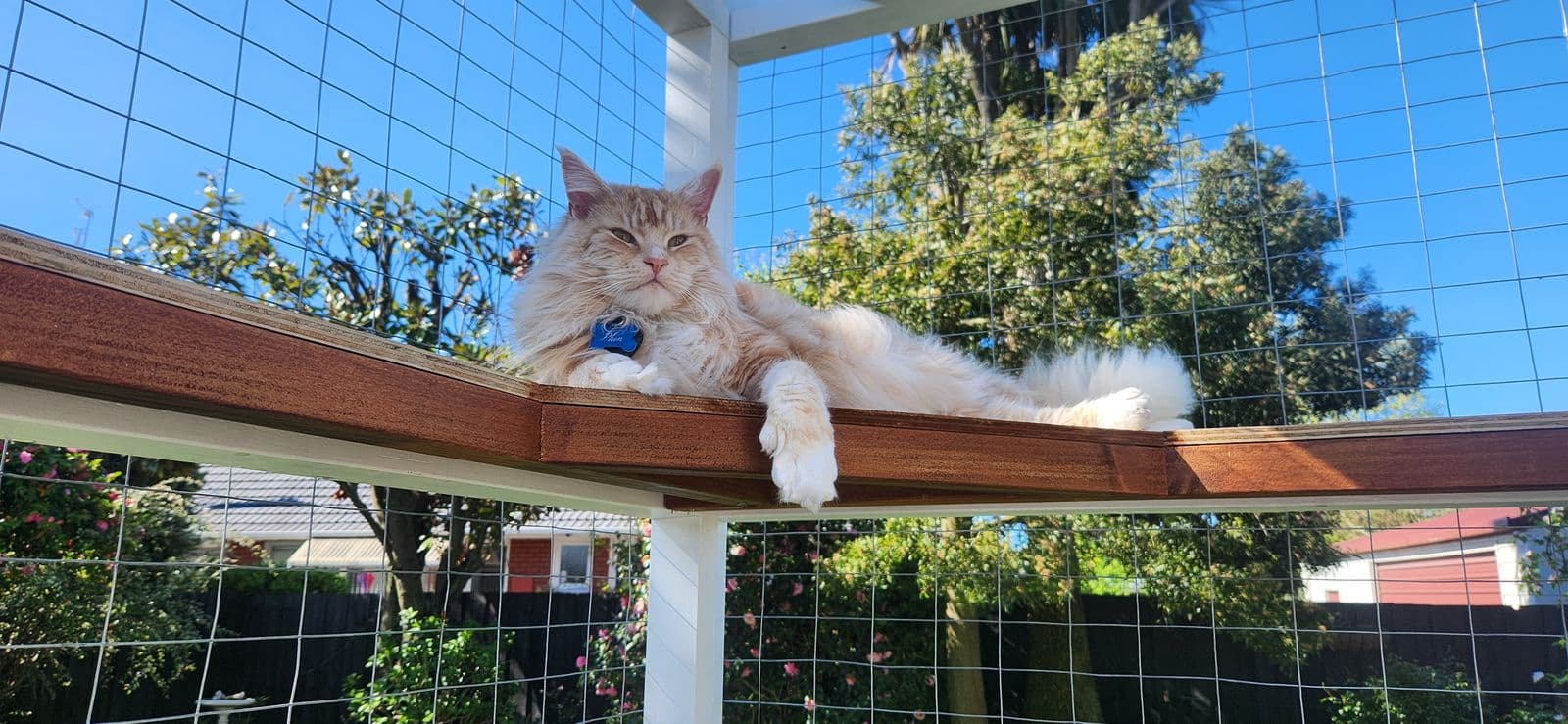 Ginger longhaired cat lounging on a high timber shelf in a sunlit custom catio